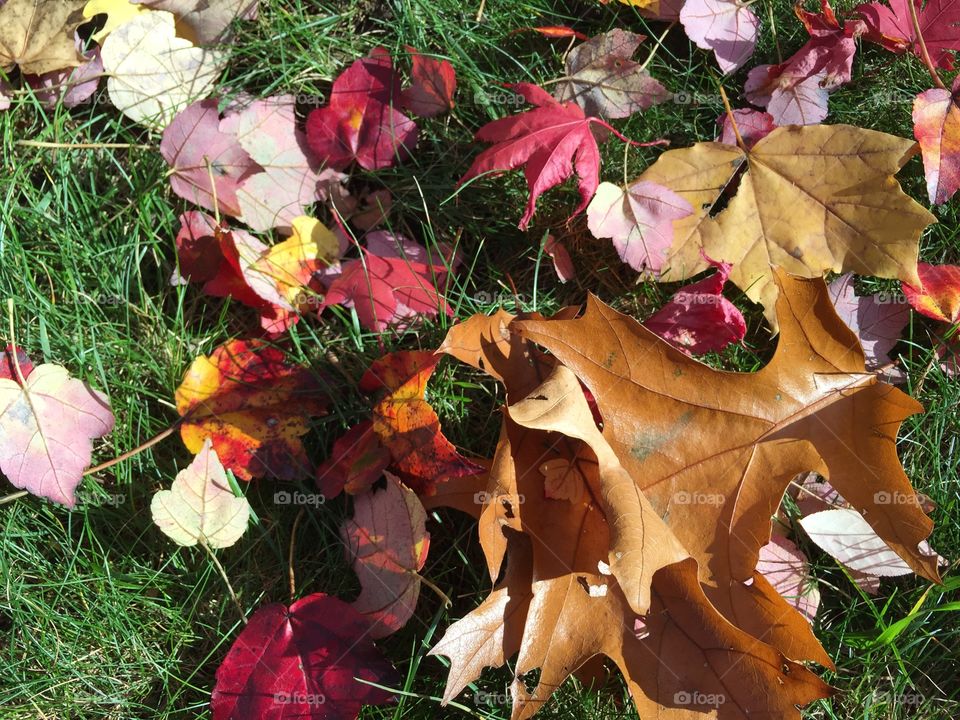 High angle view of autumn leafs