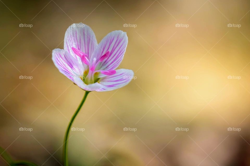 A Virginia Spring Beauty greets the season of new life. Raleigh, North Carolina. 