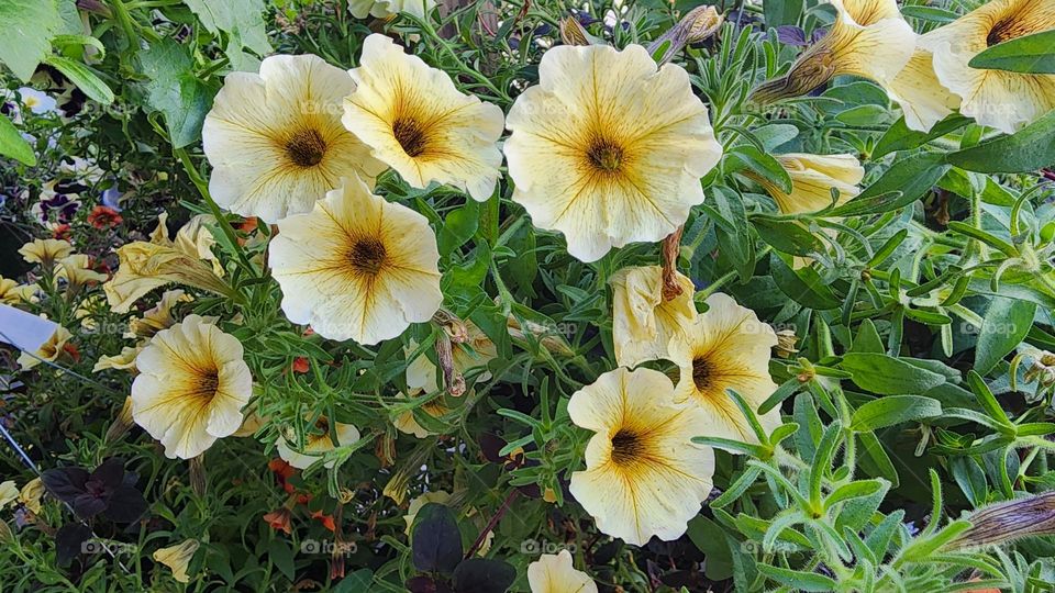 yellow and white Petunia flower cluster