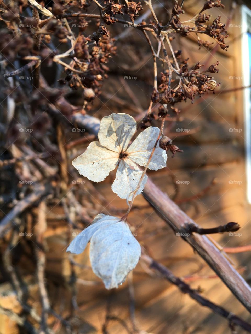 Ivy/vine white flowers fighting to survive before winter’s arrival in Maine. Cabin siding background.