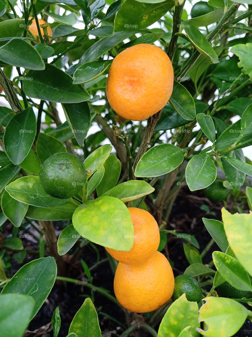 Orange tree