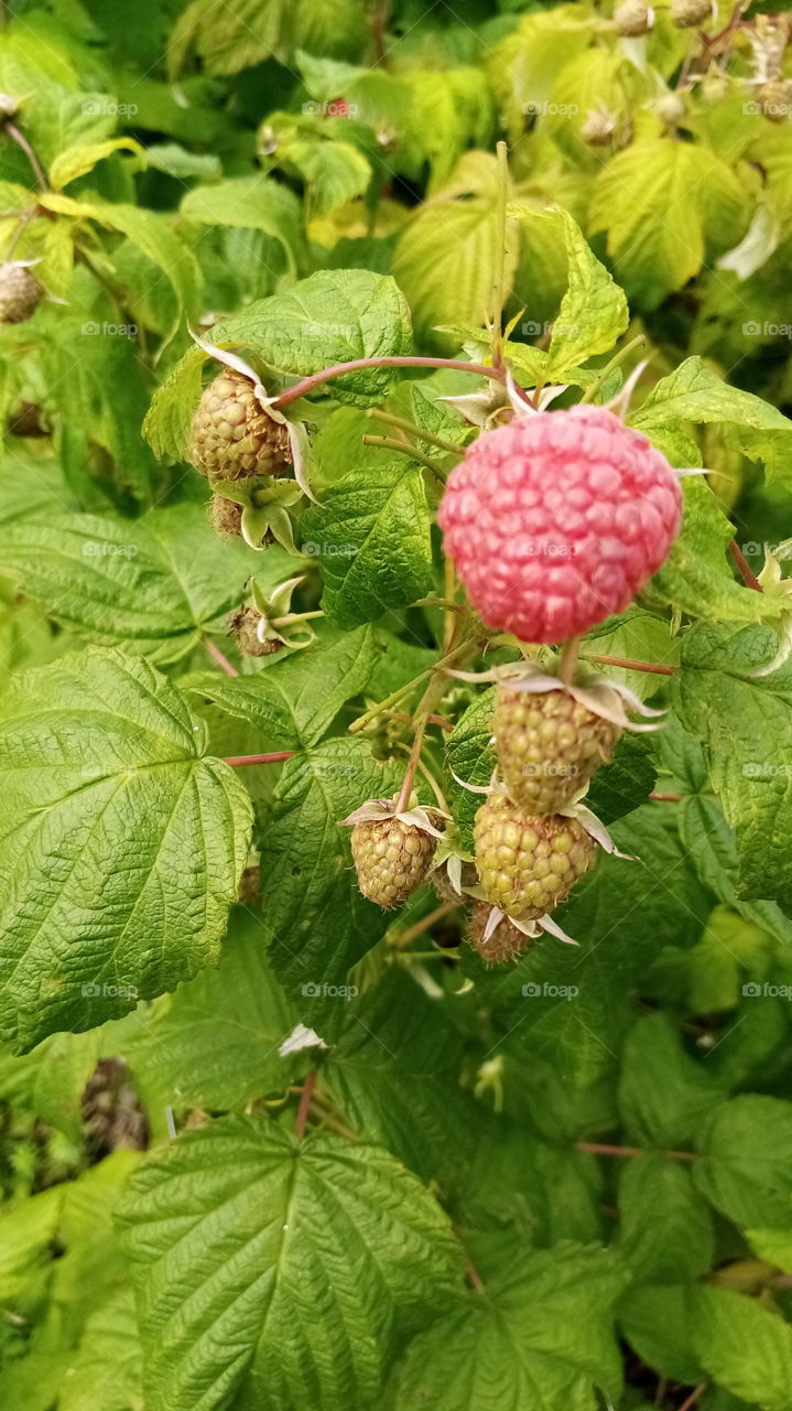 Himbeeren