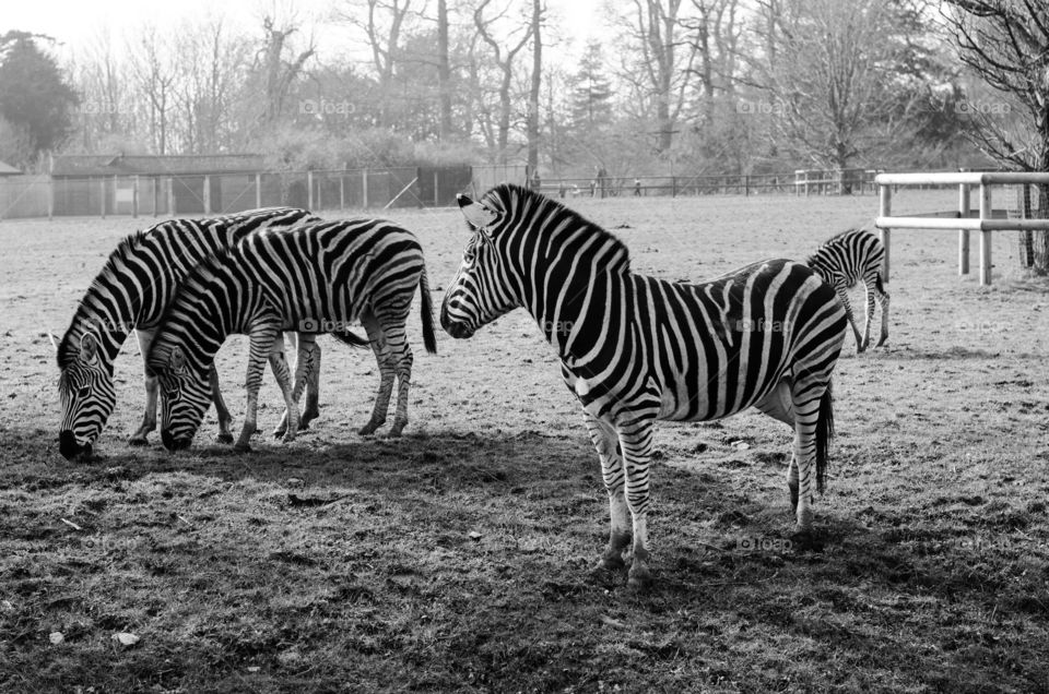 zebras in cotswold wildlife park