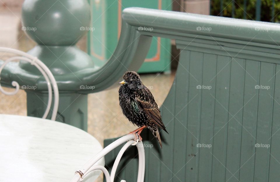 Starling on chair