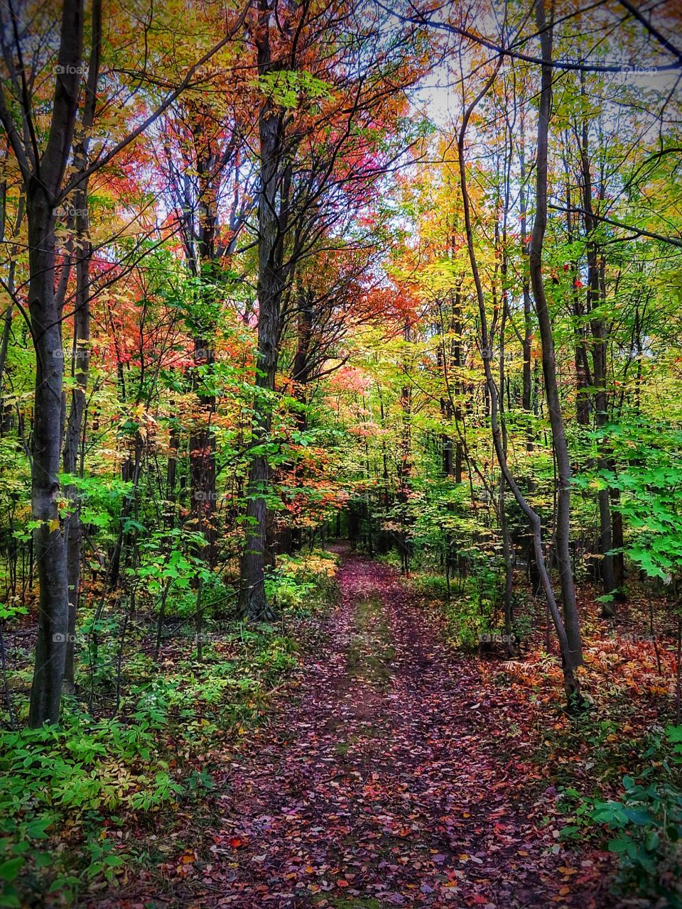 A Canadian fall