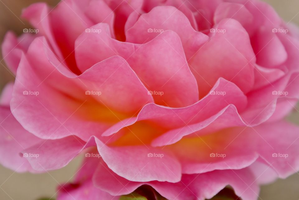 Pink macro rose petals