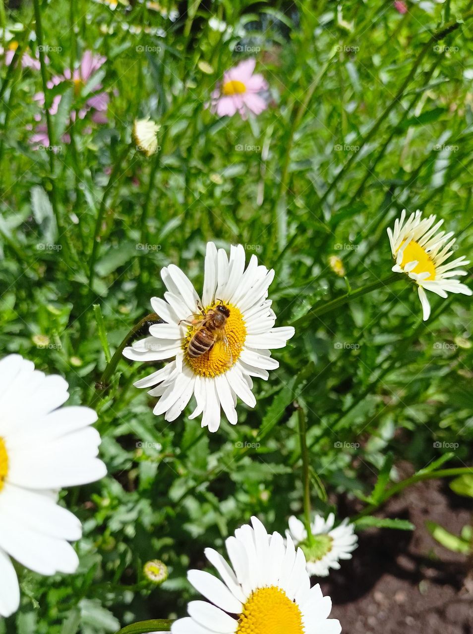 bee collects pollen on chamomile, insects, chamomile, summer, june, flowers