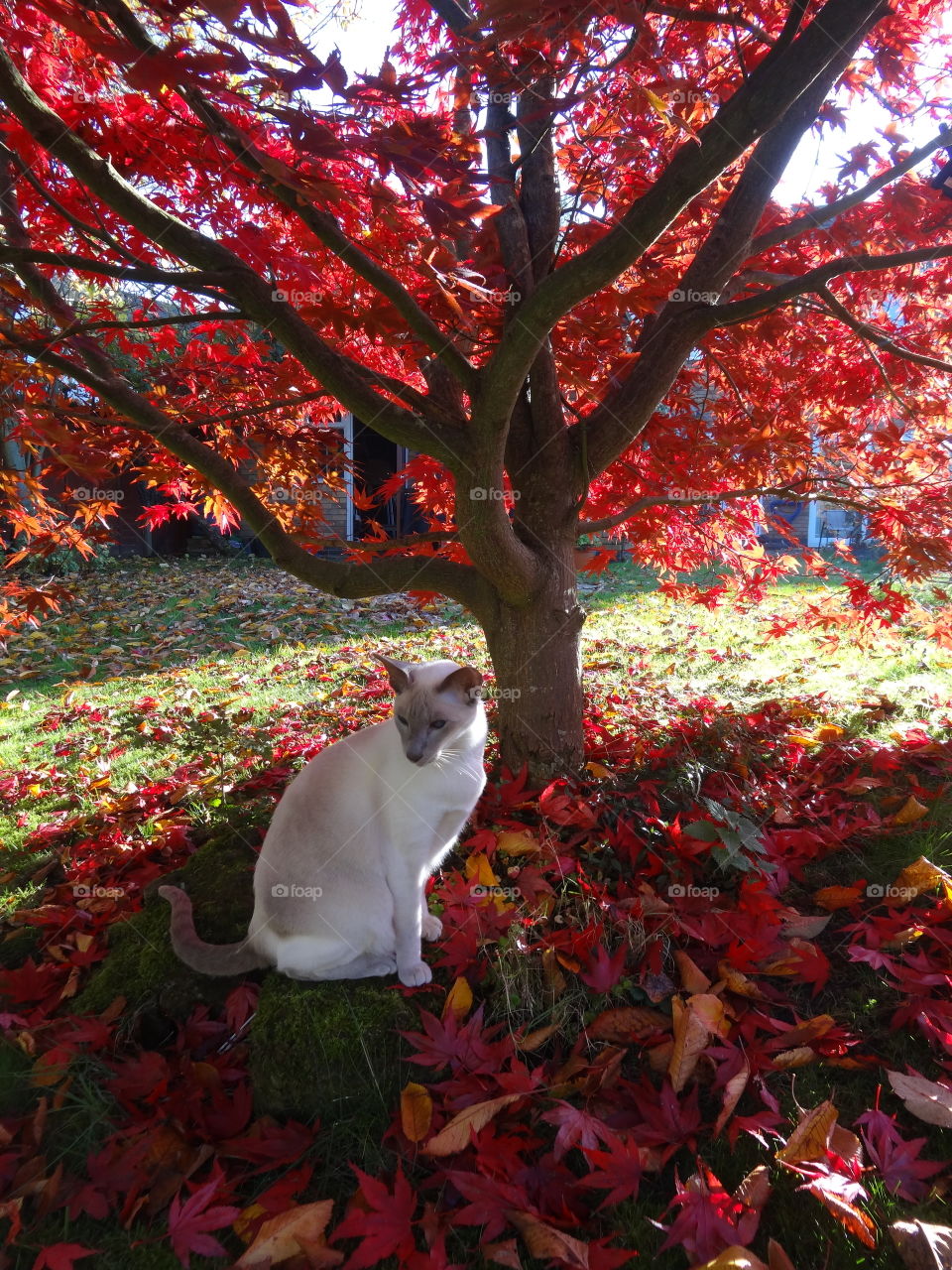 Siamese Cat under tree