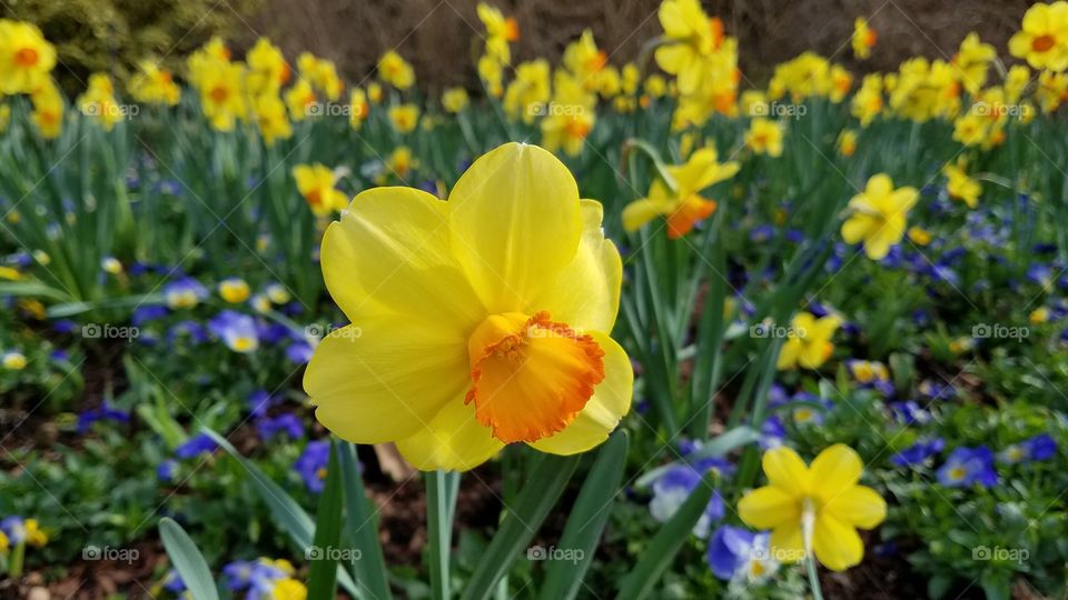 Daffodils Dallas
