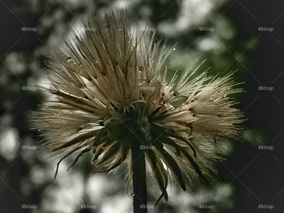 Dandelion