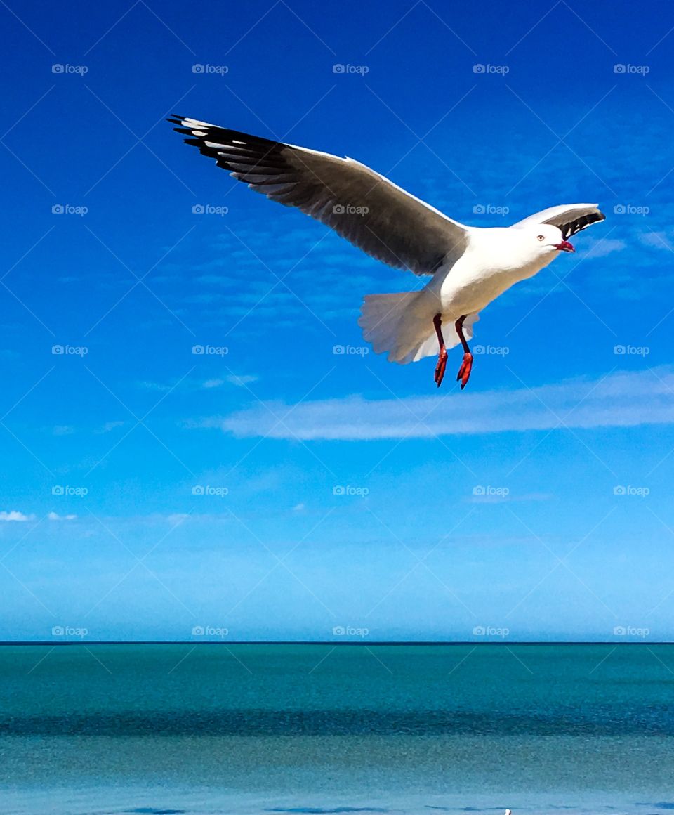 Seagulls closeup in flight against indigo blue sky