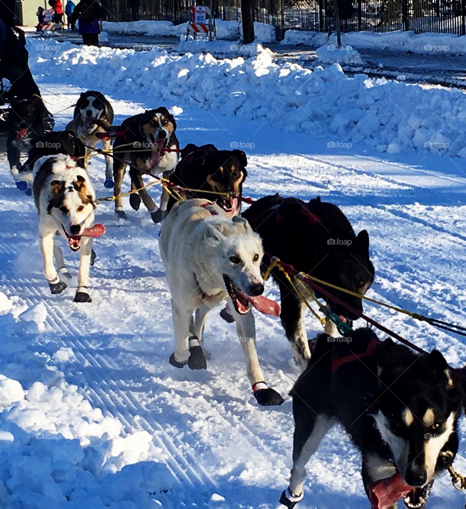 Iditarod Alaska 