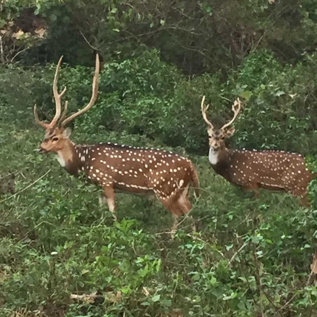 deer