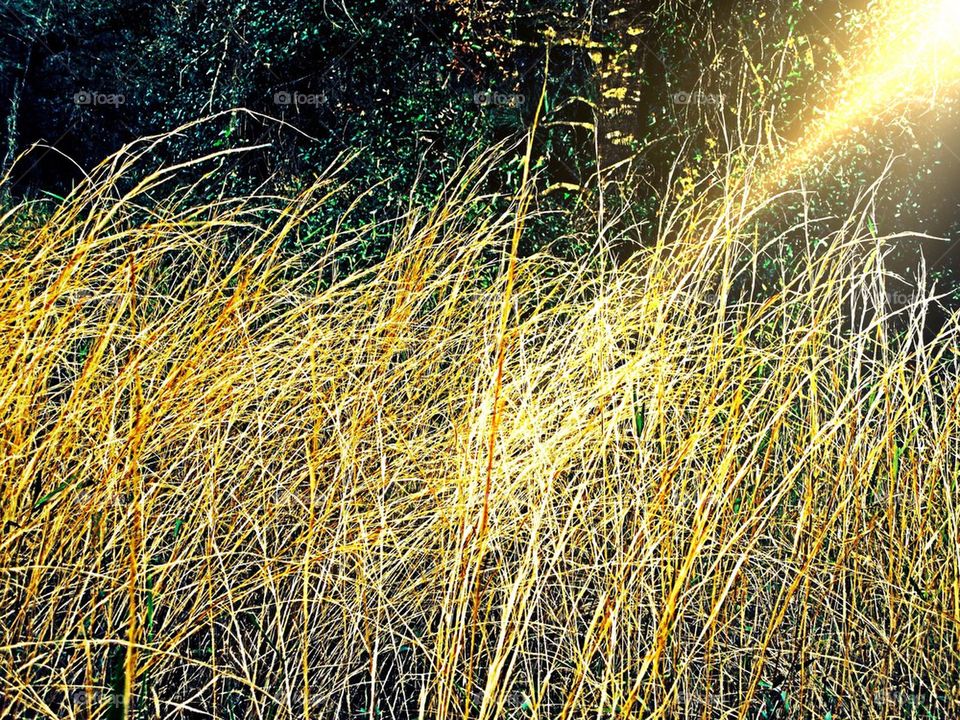 Golden grass
