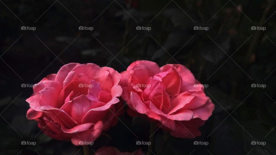 Macro photo of a flower growing in the garden