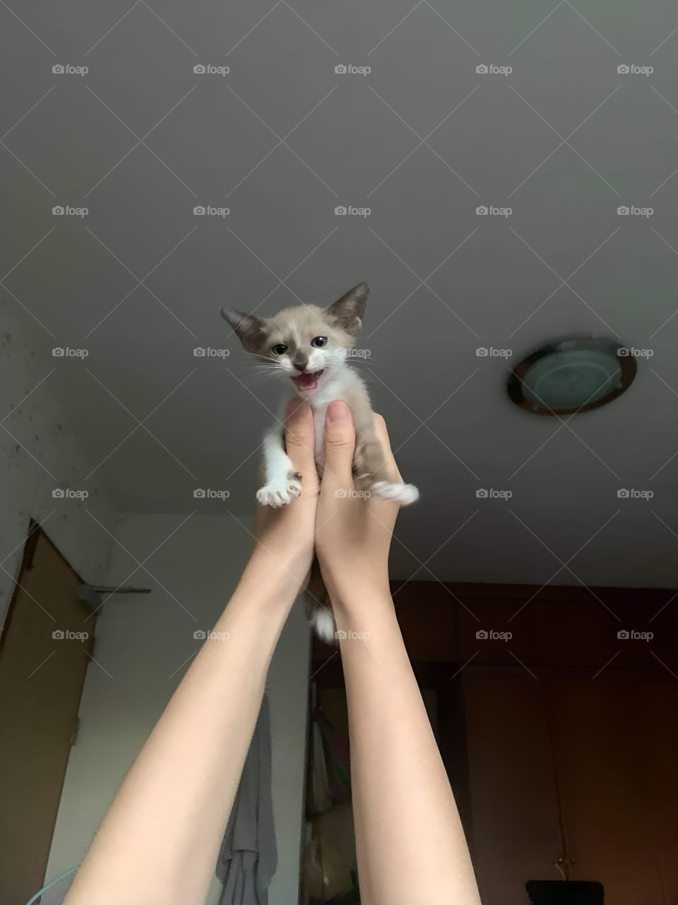 playing with a kitten