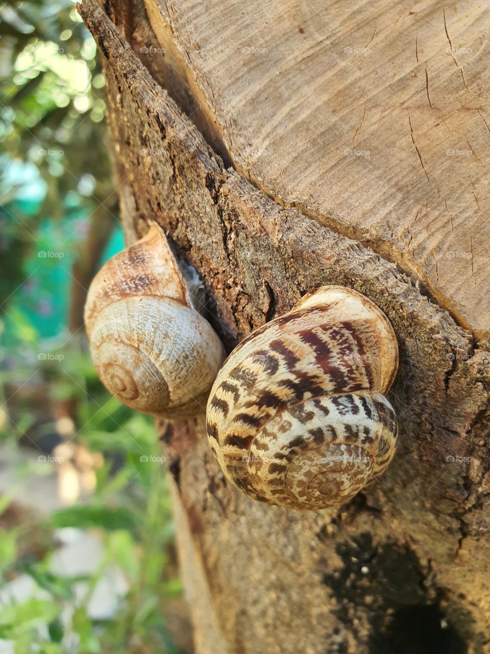 Snails!