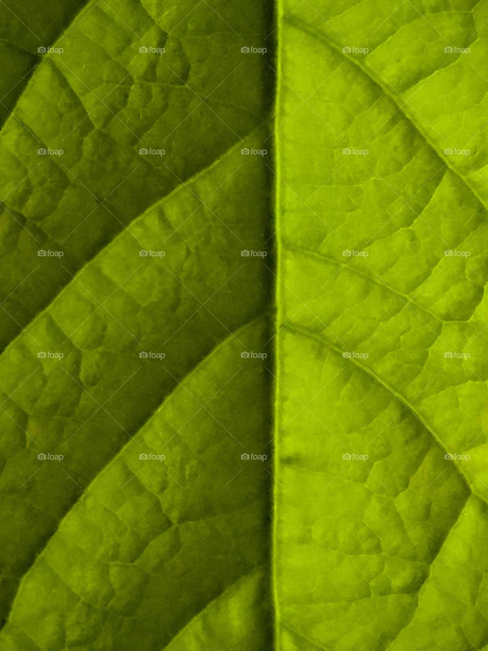 Leaf