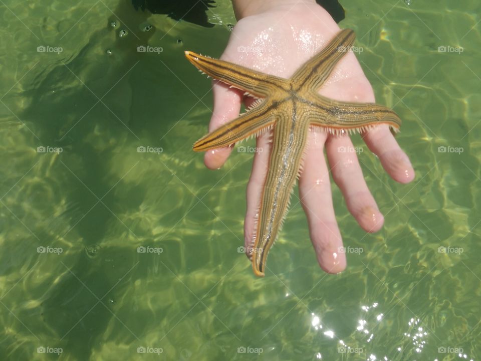 Starfish