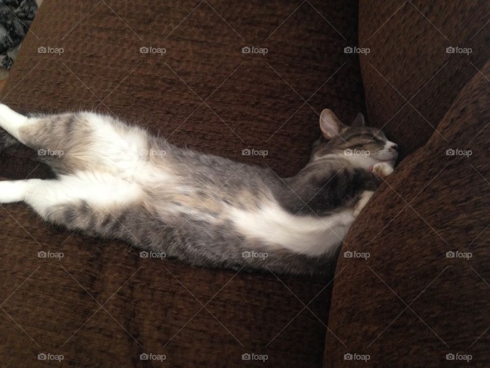 Cats can sleep in the weirdest positions. 