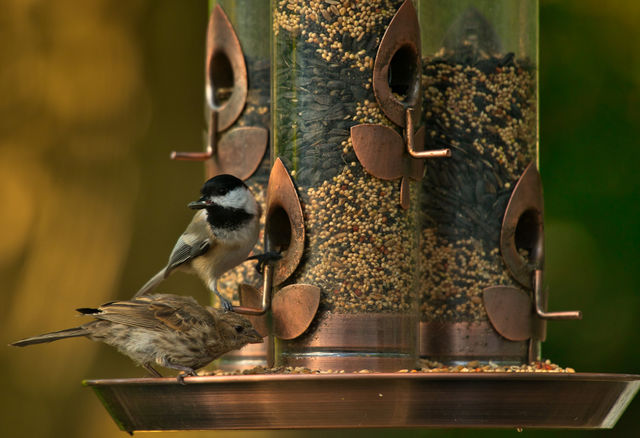 Poecile atricapillus - Black-capped chickadee