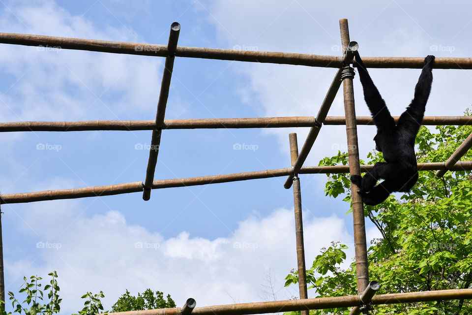 Wooden bamboo structure in a monkey exhibit at a zoo