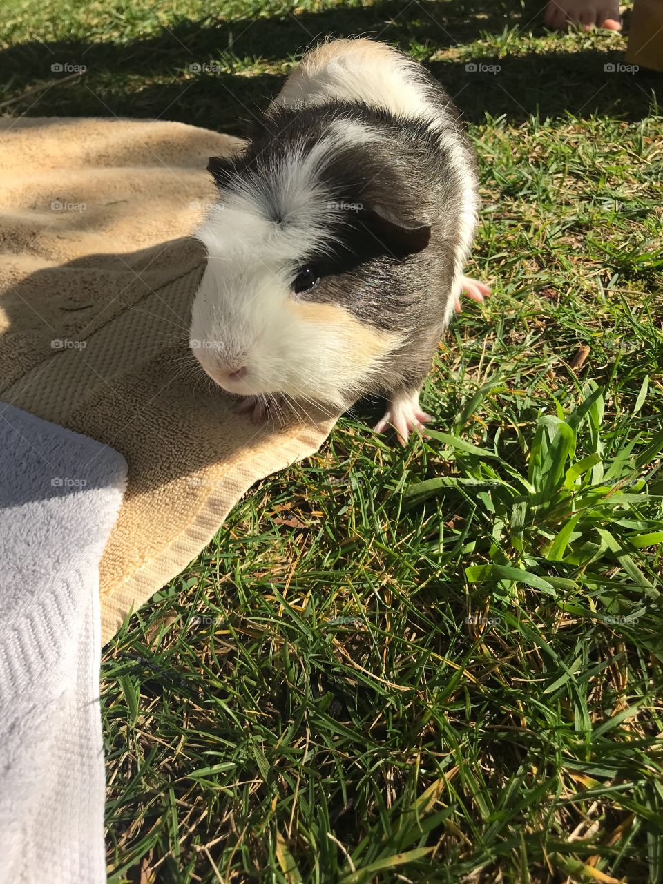 A little black and white hairy guinea pig outside on the green grass playing and running in nature 