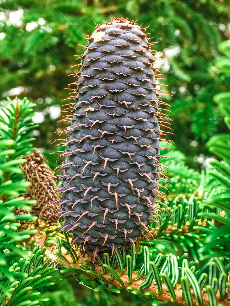 A single dark purple seed cone of a balsam fir tree, stands in contrast to the densely packed green needles