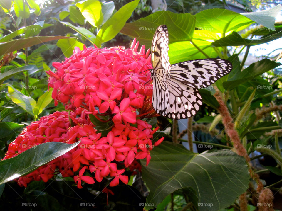 flower butterfly by edrebbweb