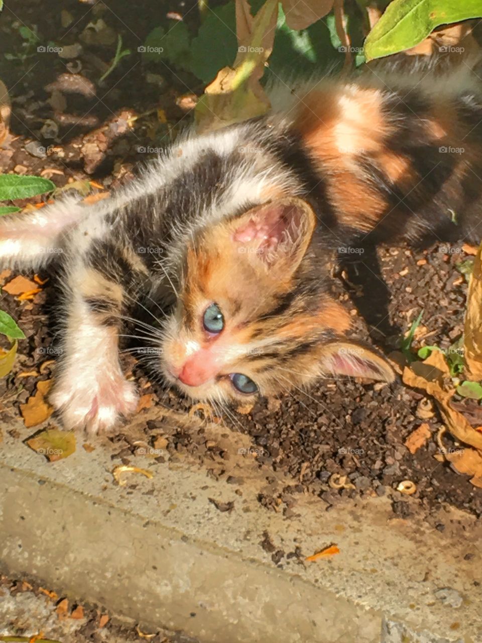 Adorable Small kitten 