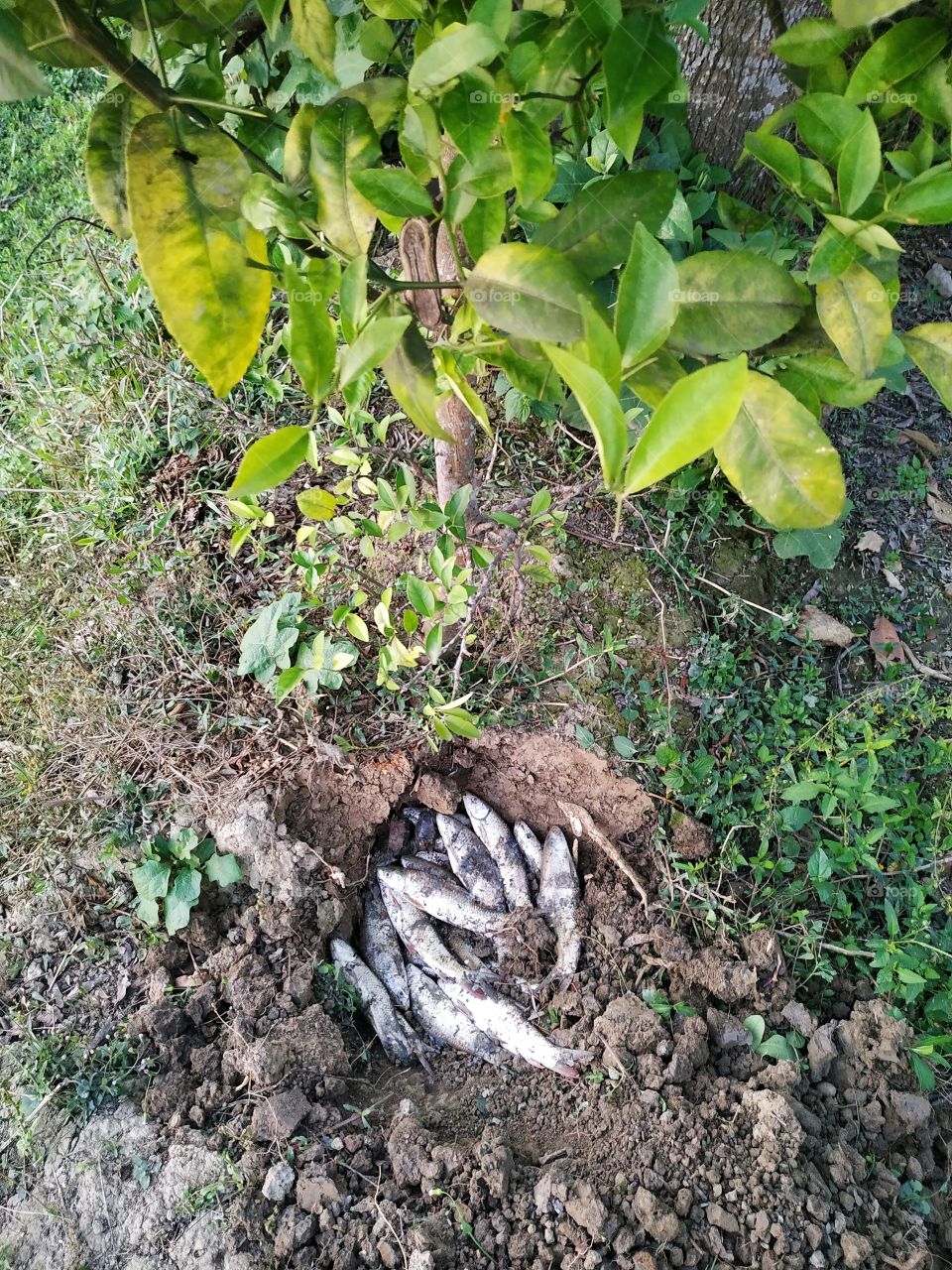 natural composing on lemon plant