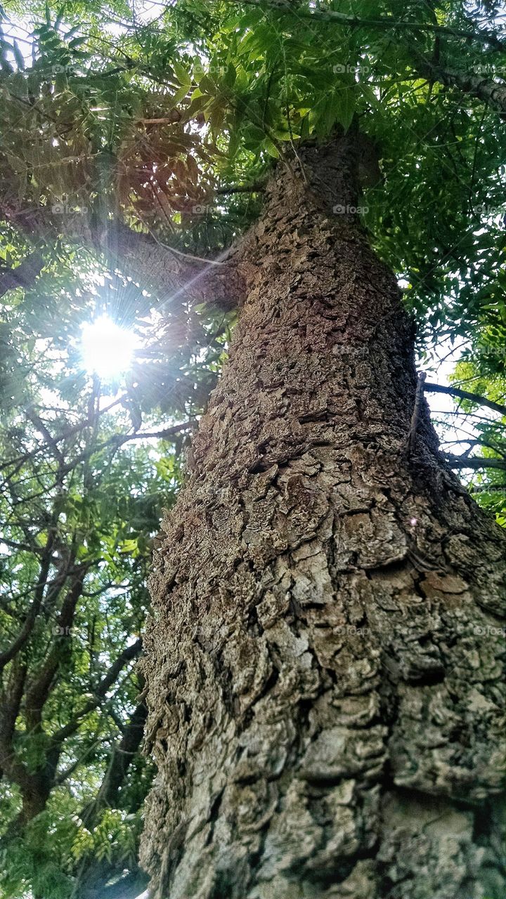 Sun Glare Tree Trunk