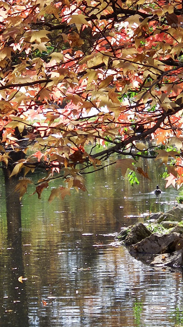 Fall leaves over pond. Fall reflecting over a pond
