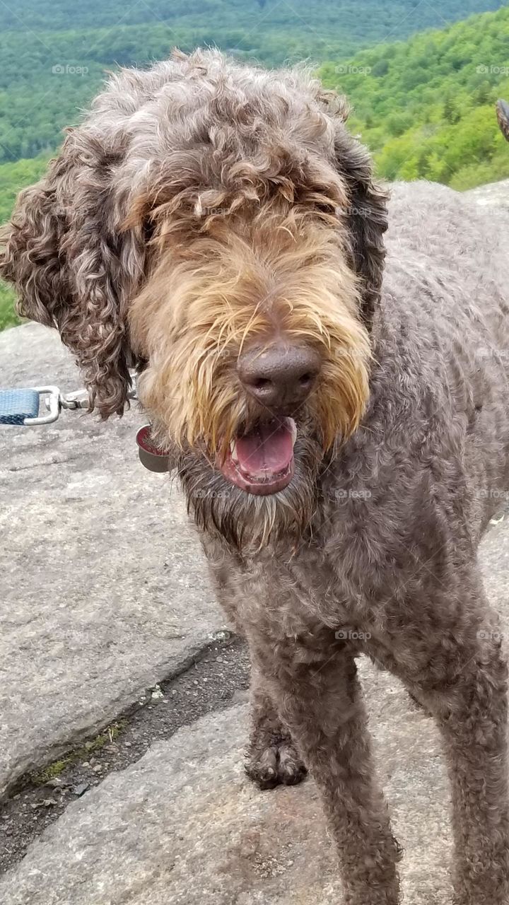 Big Brown Fluffy Dog On Mountain Top