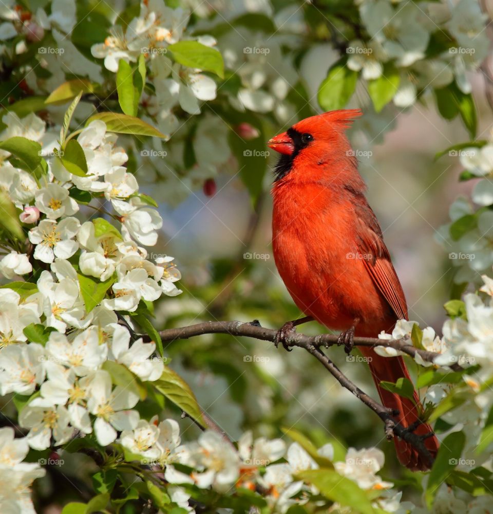 cardinal