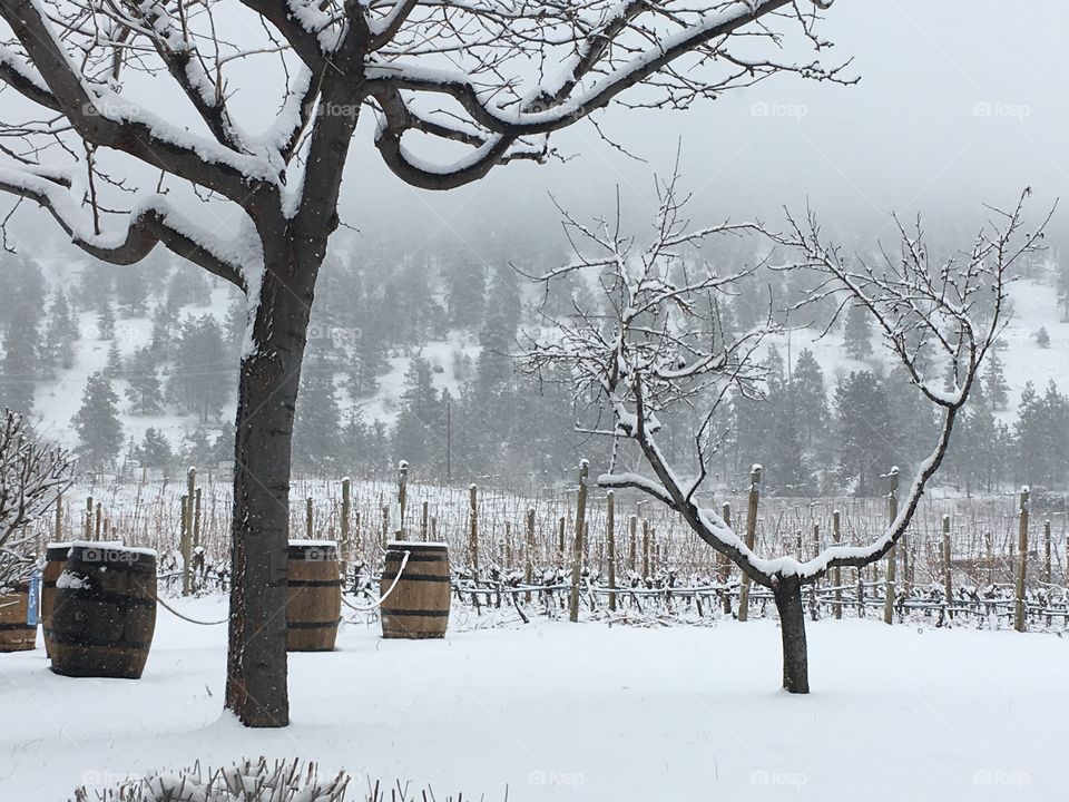 Snowy vineyard