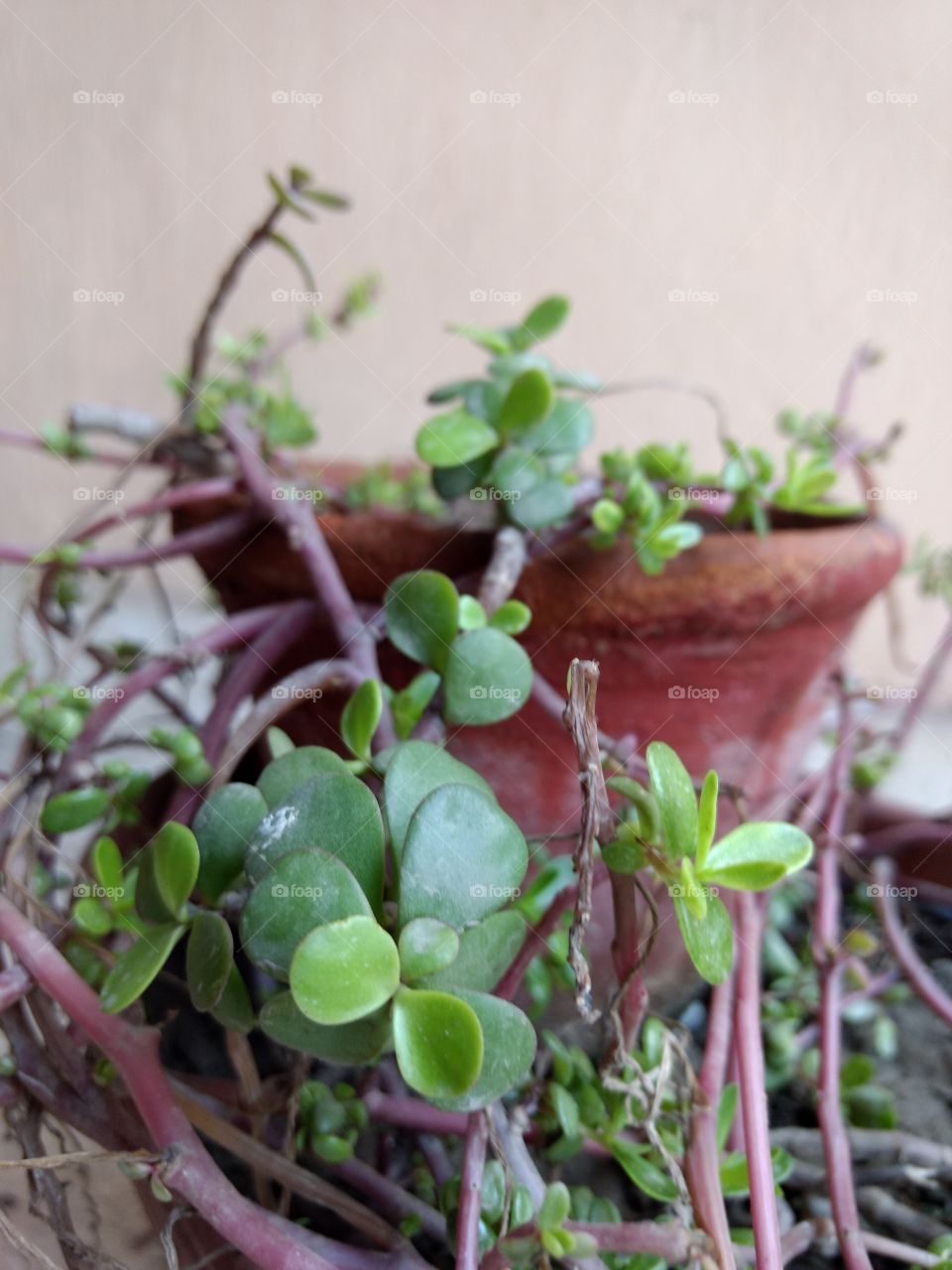 pot in a plant pot