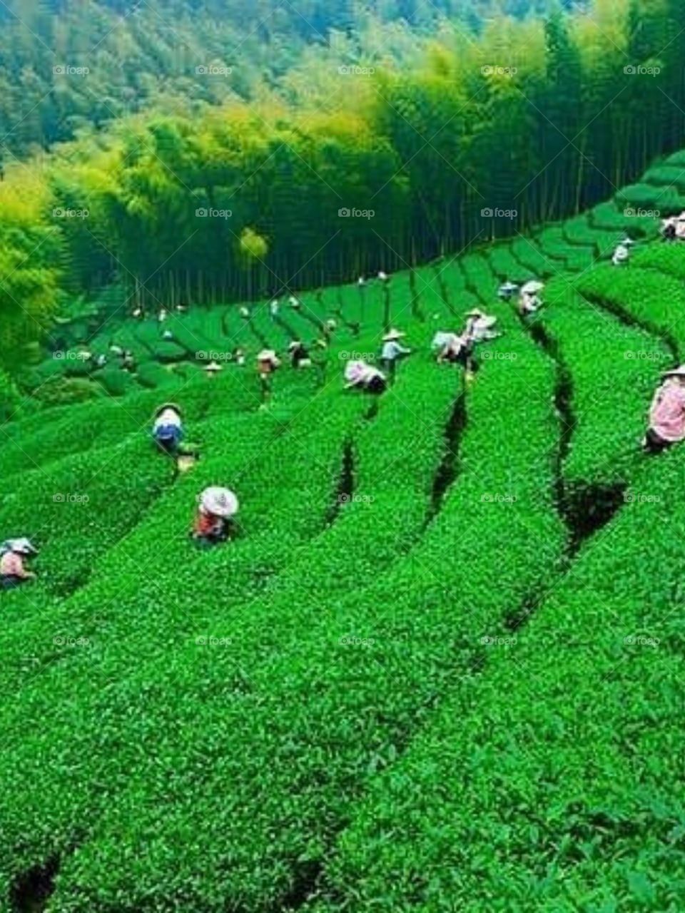 Spring is here, time to plant tea