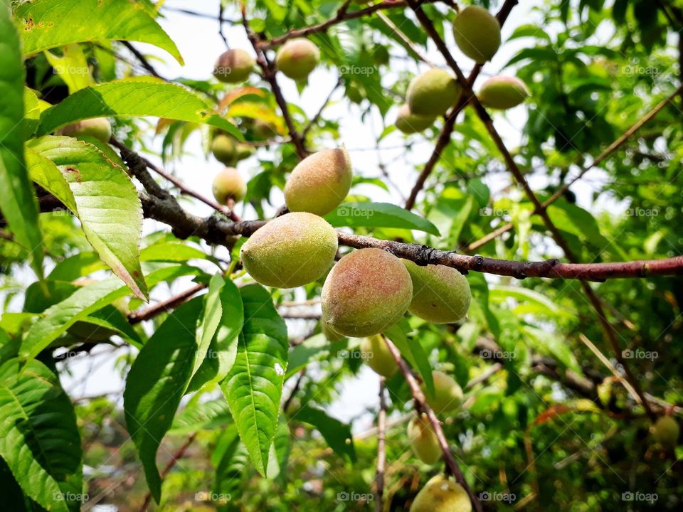 A seasonal fruit which can be enjoyed during summer season in India.