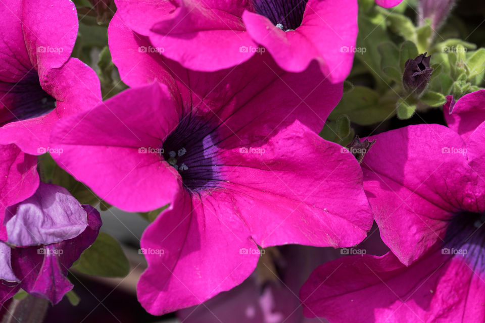 Flower in the garden