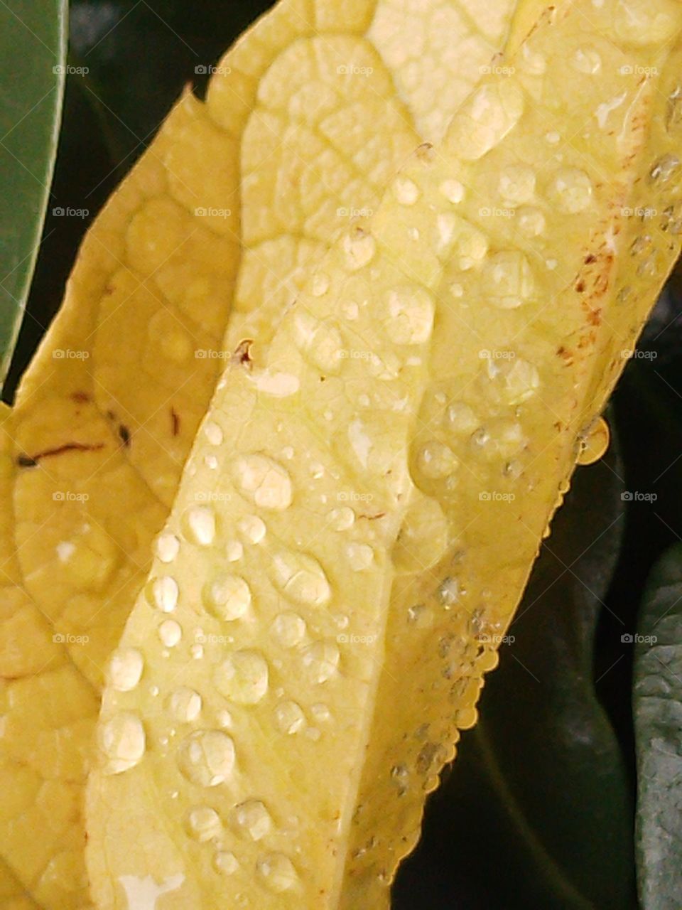 yellow leaf after rain