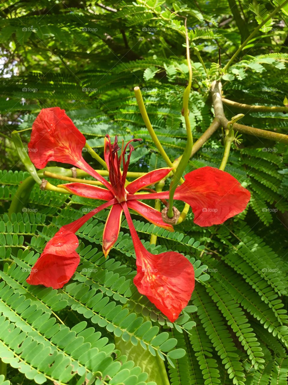 Amazing Hawaiian bloom