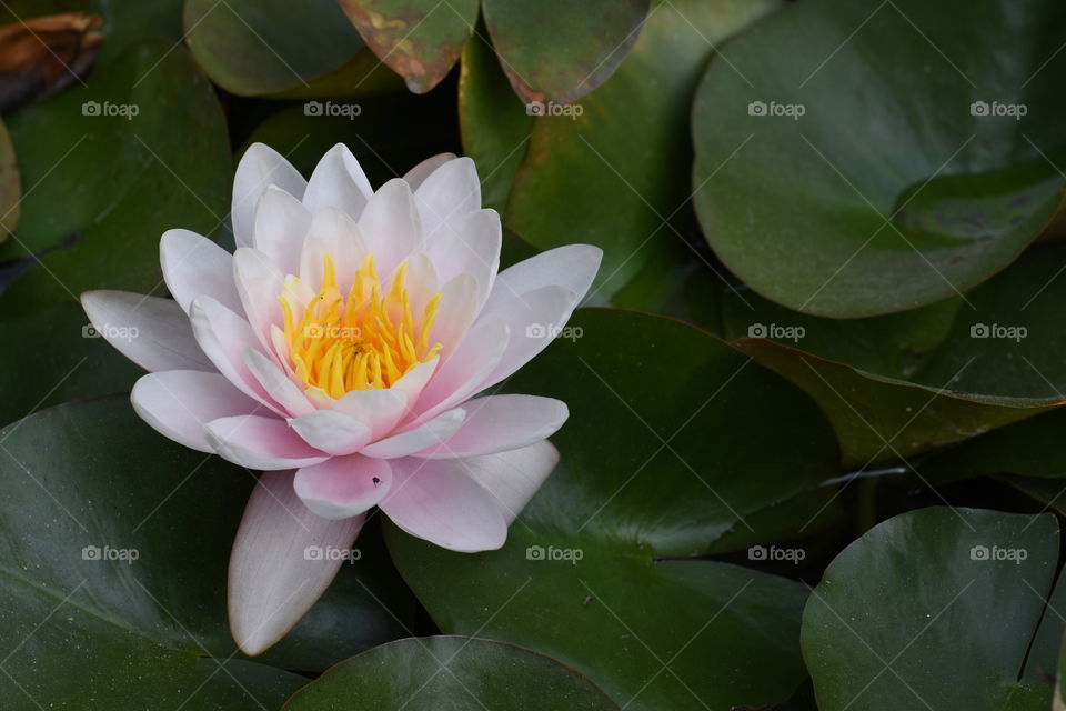 Lotus flower in my way