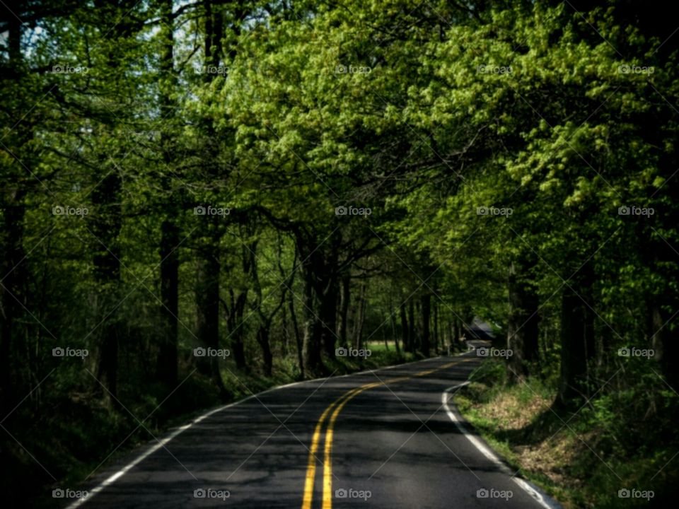Woods Road