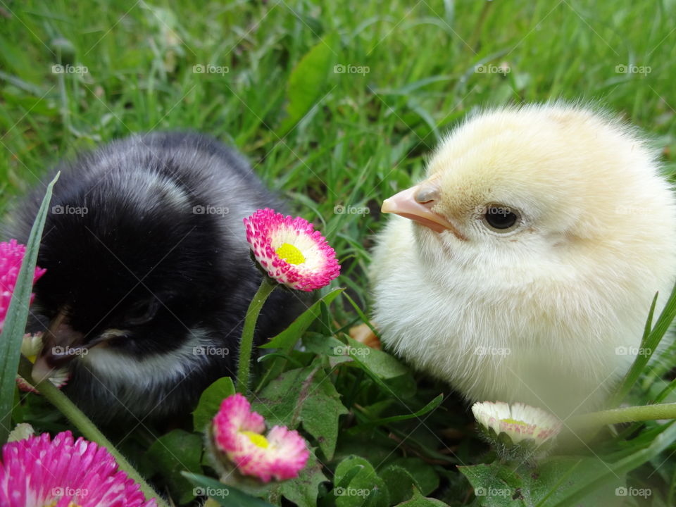 Two baby chicken in grass