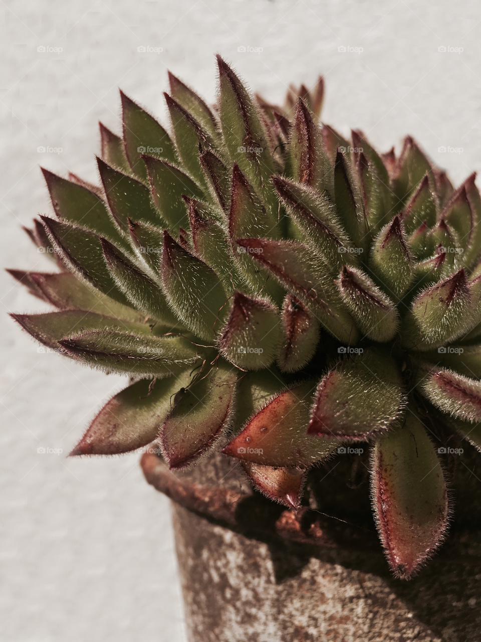 Close up of a succulent 