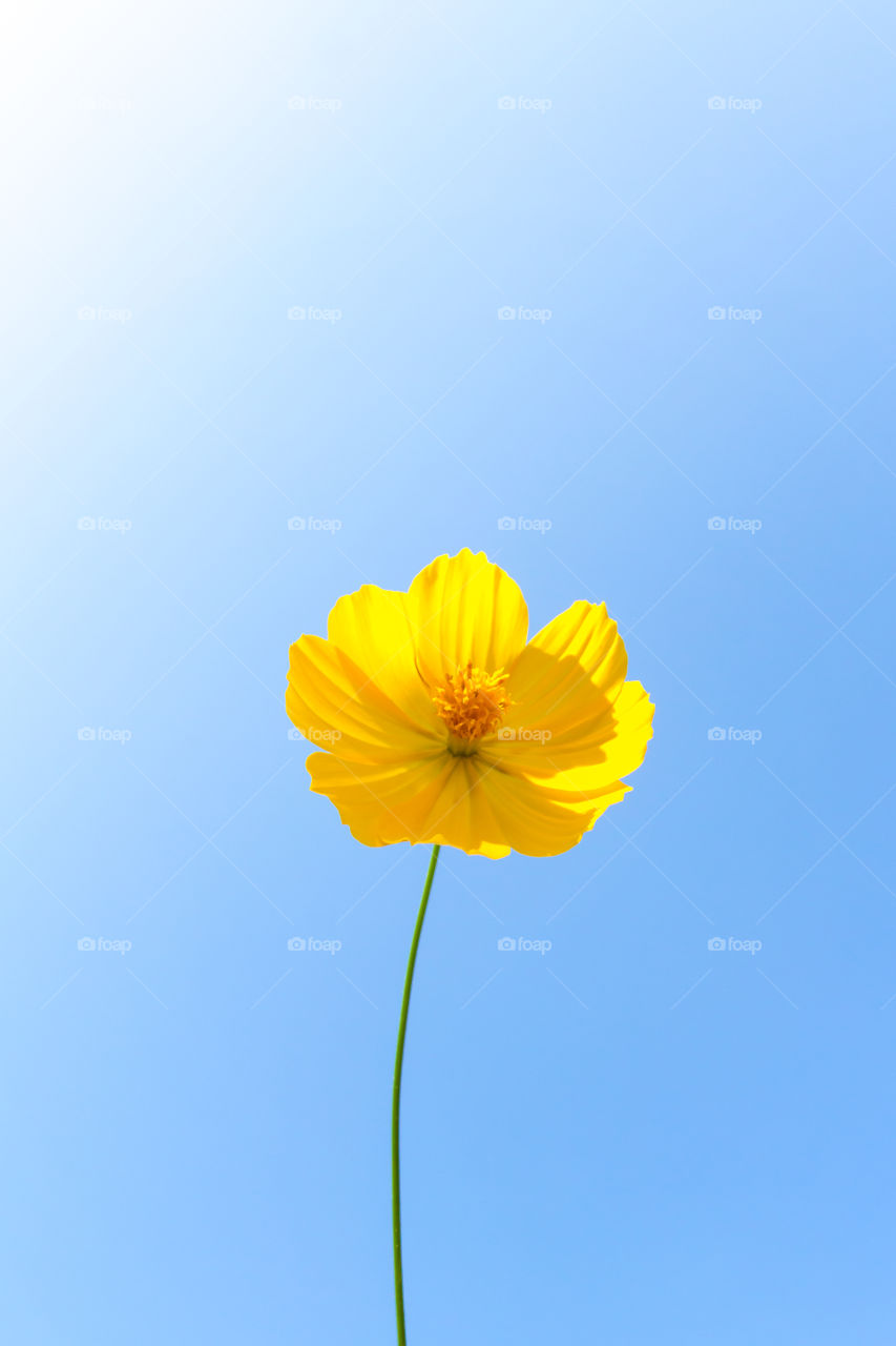 yellow flower. yellow flower and blue sky 