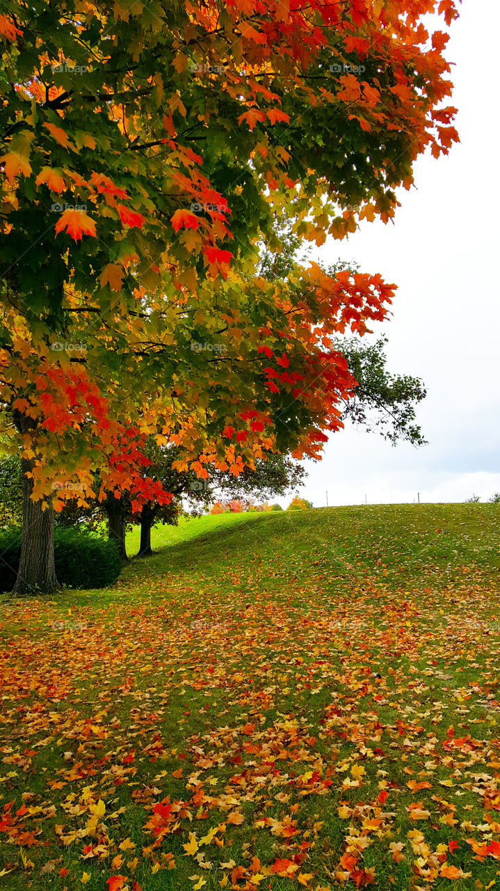 Amazing fall in Kent