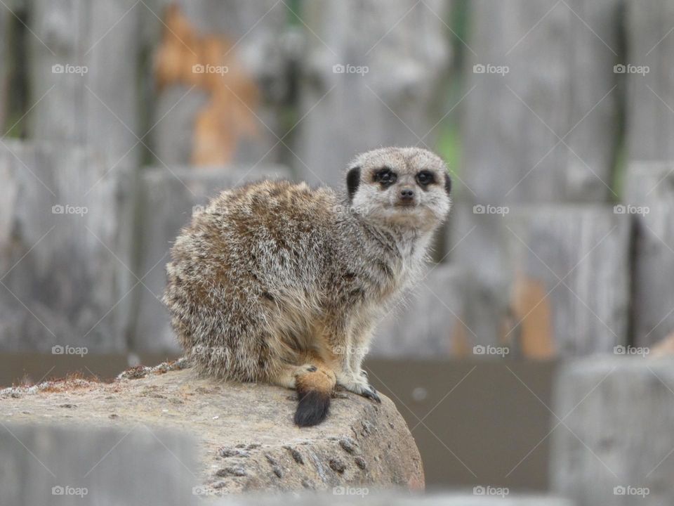 A close up of a meerkat 