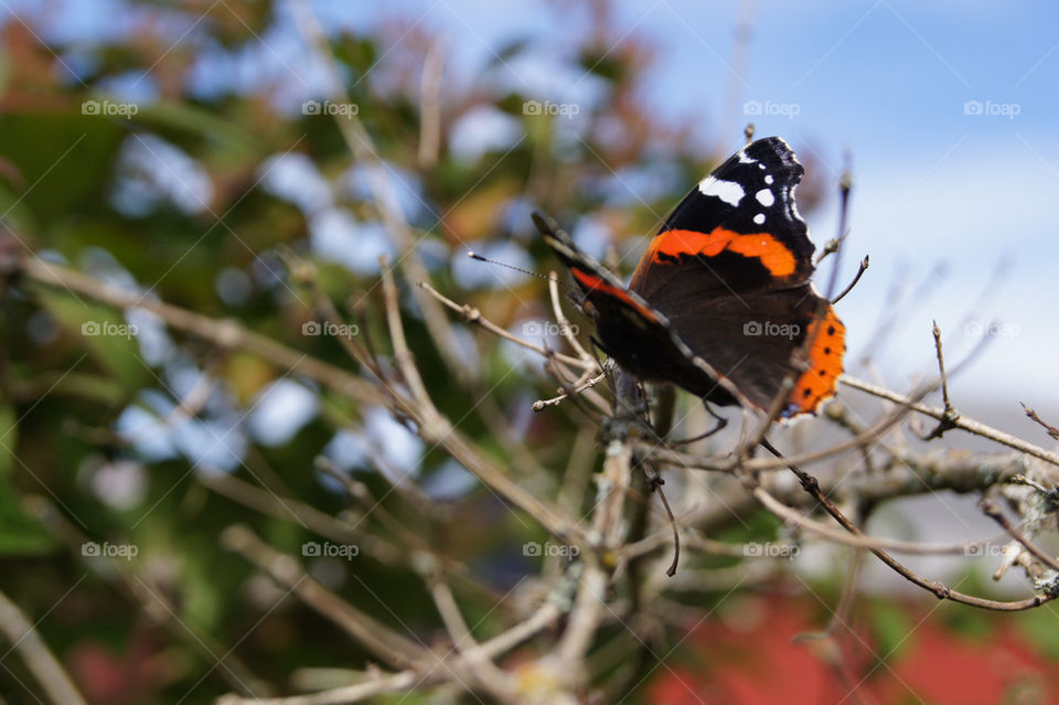 macro summer butterfly colour by peder66